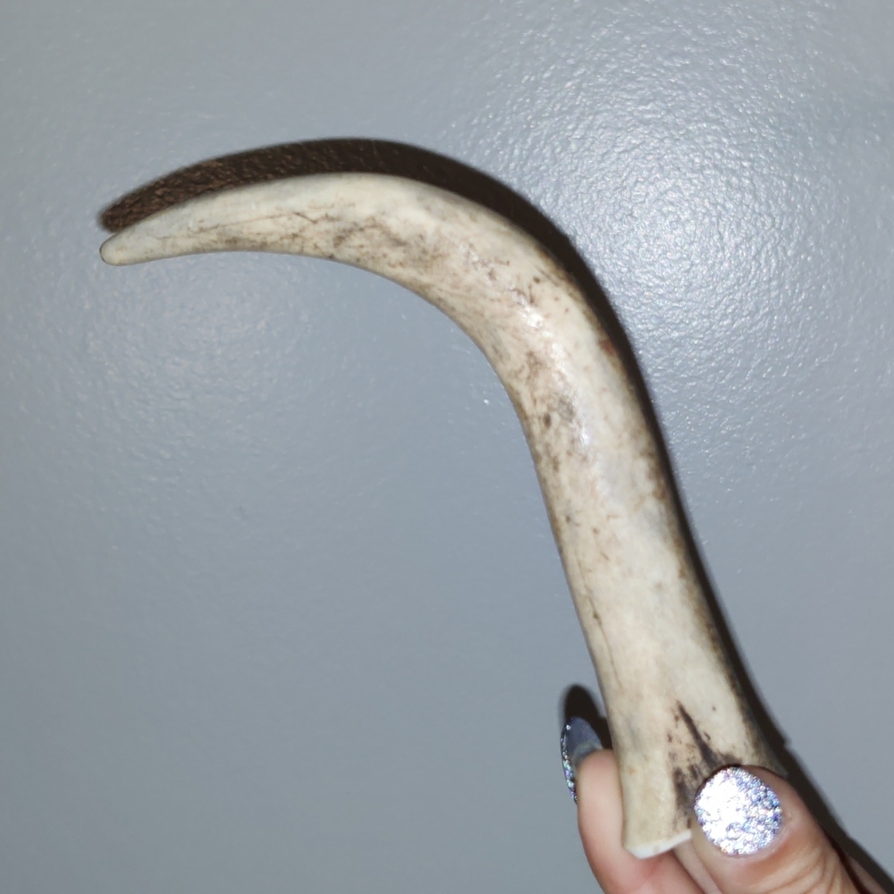 Deer Antler Tip